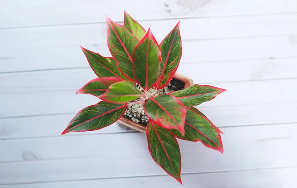 Siam Aurora Aglaonema Κόκκινο Κραγιόν Αυτό Διακοσμητικό Φυτό Έχει Ένα Royalty Free Φωτογραφίες Αρχείου