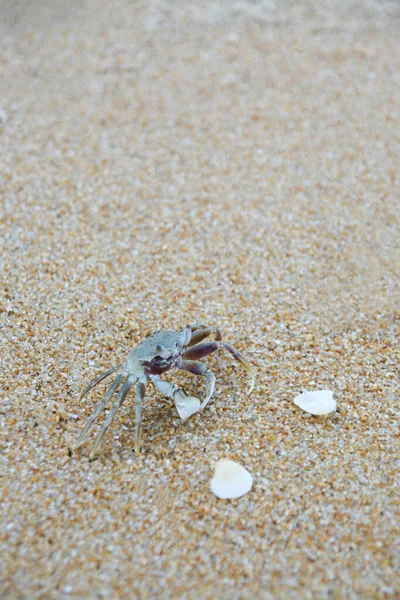 Закрыть Пляже Морского Краба Песчаного Краба Стрелять Различных Действий Стоковое Фото