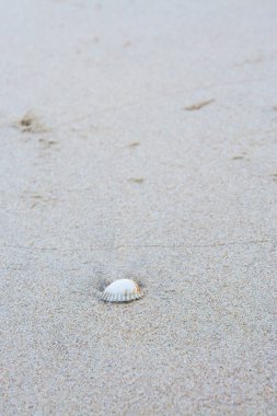 Kum üzerinde deniz kabukları, tropikal kumsalda deniz kabuğu ve metin için yer..