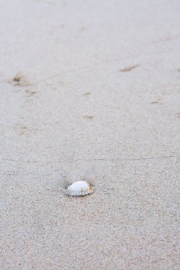 Kum üzerinde deniz kabukları, tropikal kumsalda deniz kabuğu ve metin için yer..