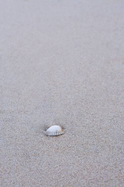 Kum üzerinde deniz kabukları, tropikal kumsalda deniz kabuğu ve metin için yer..