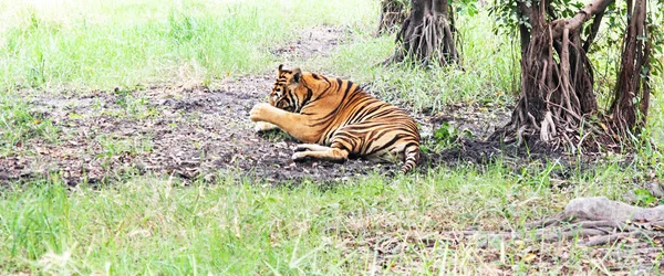 Królewski Tygrys Zdjęcia Tygrysów Różnych Działaniach Dziki Tygrys Siedlisku Przyrodniczym — Zdjęcie stockowe