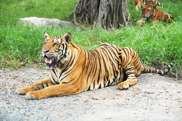 Królewski Tygrys Zdjęcia Tygrysów Różnych Działaniach Dziki Tygrys Siedlisku Przyrodniczym — Zdjęcie stockowe