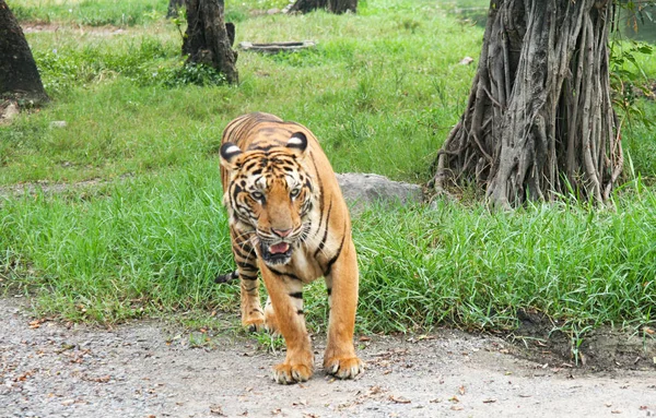 Royal Tiger Photos Tigers Various Actions Wild Tiger Nature Habitat — Stock Photo, Image