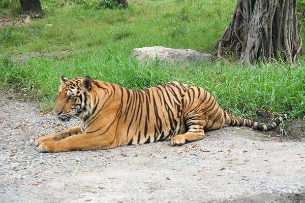 Königstiger Fotos Von Tigern Verschiedenen Aktionen Wilder Tiger Natürlichen Lebensraum — Stockfoto