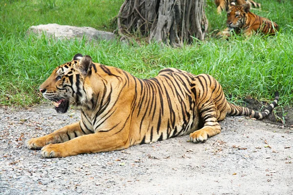 Royal Tiger Photos Tigers Various Actions Wild Tiger Nature Habitat — Stock Photo, Image