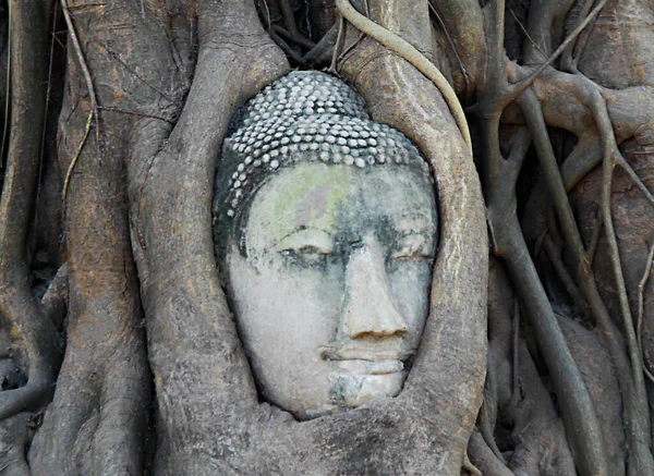 Buddha Huvud Staty Med Instängd Bodhi Träd Rötter Wat Maha — Stockfoto