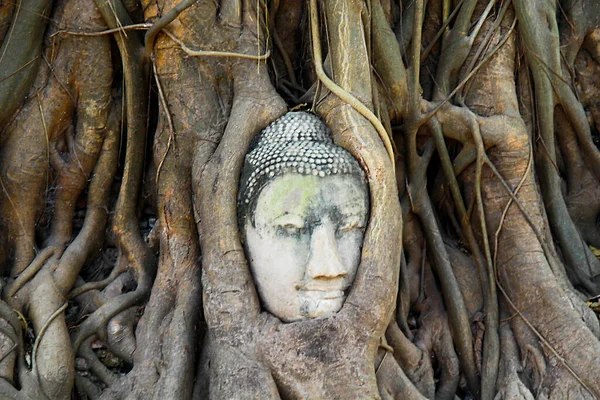 Buddha Fej Szobor Csapdába Esett Bodhi Tree Gyökerek Wat Maha — Stock Fotó