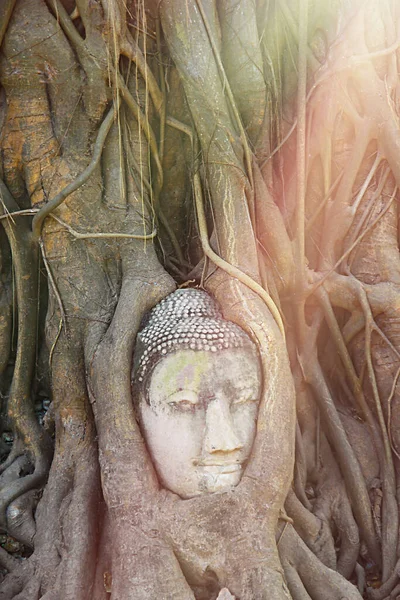 Buddha Huvud Staty Med Instängd Bodhi Träd Rötter Wat Maha — Stockfoto
