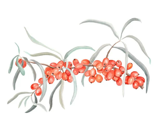 Akvarell illustration av vackra orange havtorn för hälsosamt liv och design på vit isolerad bakgrund — Stockfoto