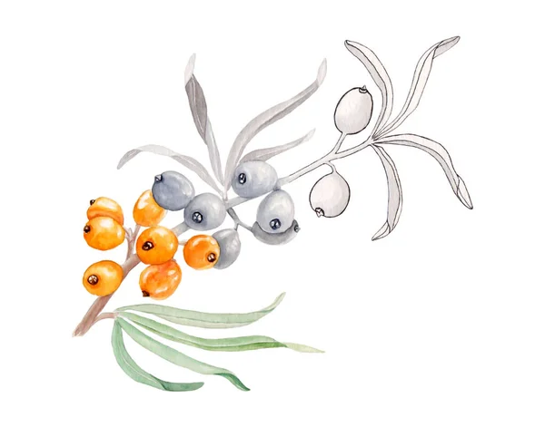Watercolor ilustração de belo espinheiro do mar laranja para a vida saudável e design de fundo — Fotografia de Stock