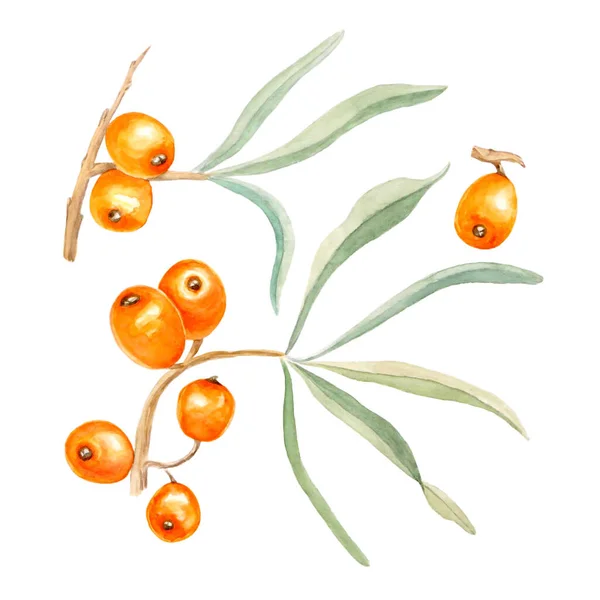 Sağlıklı yaşam için güzel turuncu deniz dikenlerinin suluboya çizimi ve beyaz izole arkaplanda tasarım