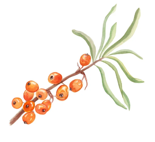 Sağlıklı yaşam için güzel turuncu deniz dikenlerinin suluboya çizimi ve beyaz izole arkaplanda tasarım