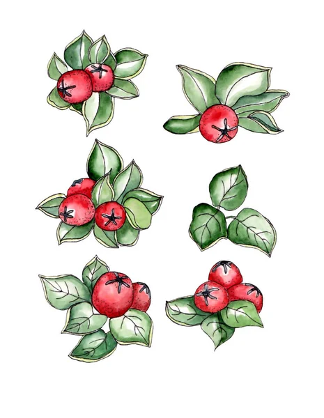 Akvarell illustration av cotoneaster, vackra röda bär, vintergröna blad för jul design på vit isolerad bakgrund — Stockfoto