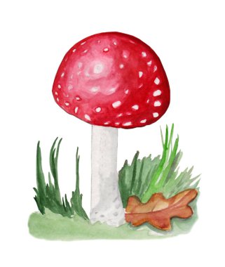 Amanita 'nın beyaz izole edilmiş arka planda yeşil çimenli suluboya çizimi. Etiket tasarımı için