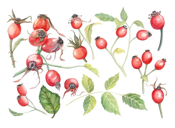 Ilustração aquarela de belo conjunto de frutos vermelhos, rosa quadril, ramo de eglantine no fundo isolado branco. Bagas saudáveis aquarela para design — Fotografia de Stock