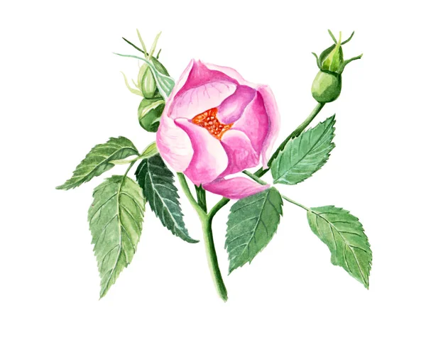白色孤立背景下具有美丽图案的玫瑰髋部亮粉色花水彩画 — 图库照片