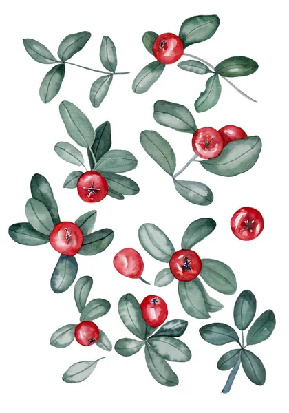 Beyaz izole edilmiş arka planda güzel bir Noel tasarımı için yaprakları olan kırmızı kronometrenin suluboya çizimi. Suluboya kış meyveleri, yemyeşil bitkiler.