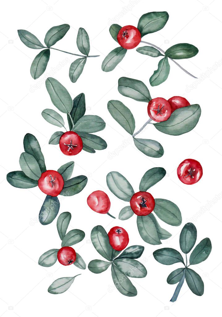 Watercolor illustration of red cotoneaster with leaves for beautiful Christmas design on white isolated background. Watercolor winter berries, evergreen plants.