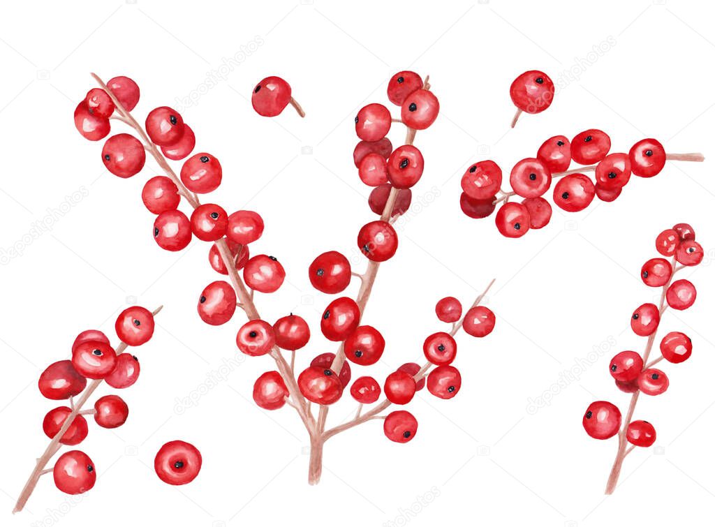 Watercolor illustration of red ilex for beautiful Christmas and colorful design on white isolated background. Watercolor winter berries, evergreen plants.
