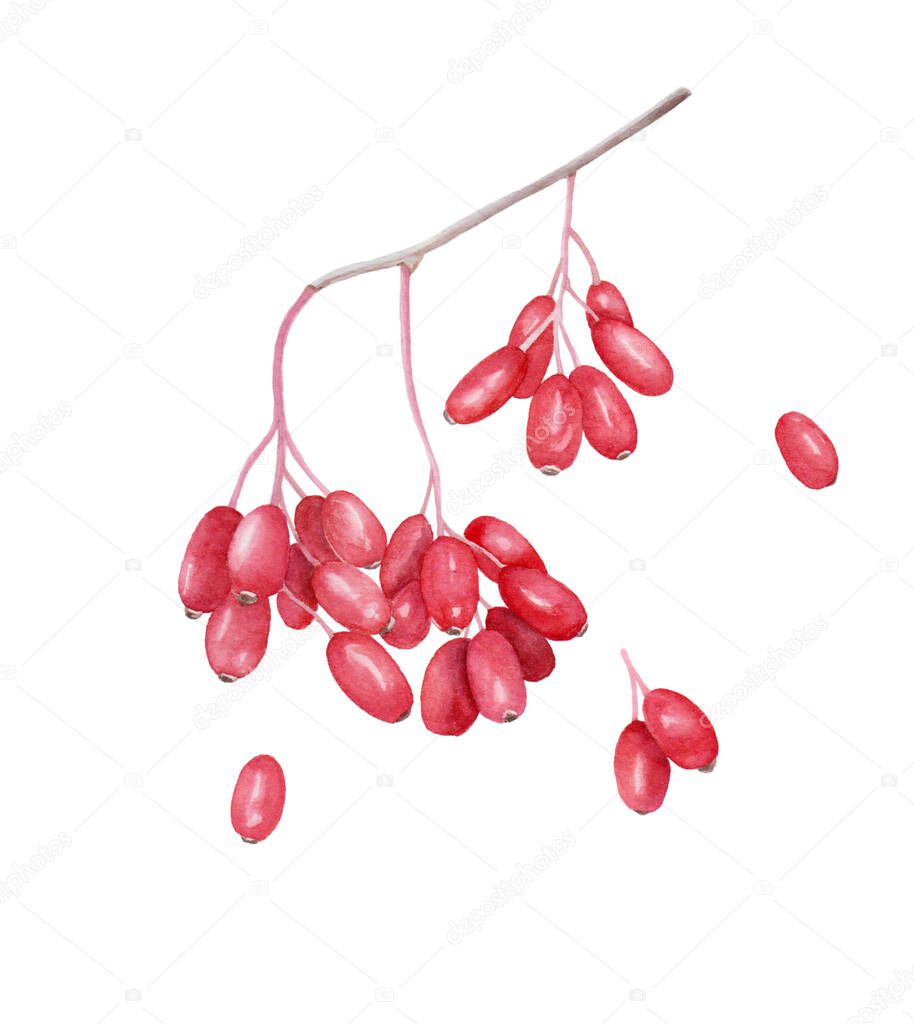 Amazing watercolor illustration of red barberries without leaves for beautiful and healthy, medical design on white isolated background. Watercolor winter berries, evergreen plants.