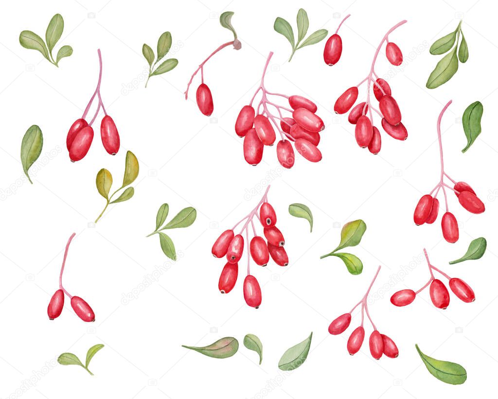 Big amazing set of watercolor illustration of red barberries with green leaves for beautiful healthy design on white isolated background.