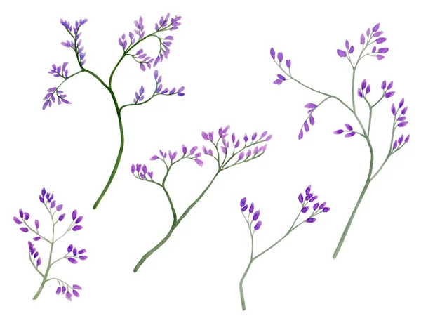 Ilustración en acuarela de pequeñas flores violetas en ramas para un hermoso diseño sobre fondo blanco aislado. Acuarela limonio, estilo vintage. —  Fotos de Stock