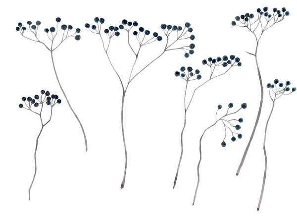 Beyaz izole arkaplanda güzel bir tasarım için koyu mavi böğürtlenli dalların suluboya çizimi. Suluboya bitkisi, eski tarz..