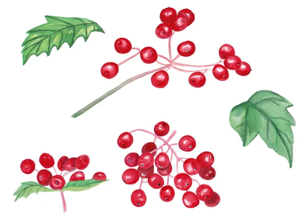 Υδατογραφία εικονογράφηση των κλάδων viburnum με κόκκινα μούρα και πράσινα φύλλα για όμορφο σχεδιασμό σε λευκό απομονωμένο φόντο. Υδατογραφία φυτό, vintage στυλ. — Φωτογραφία Αρχείου