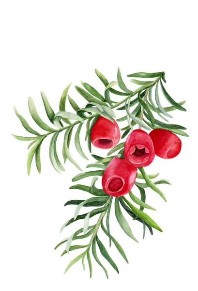 Akvarel ilustrace větví s červeným ovocem taxusu pro krásný zdravý design na bílém izolovaném pozadí. Akvarel tisu, botanická ilustrace. — Stock fotografie