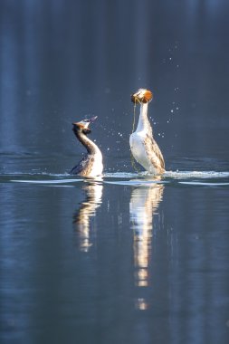 büyük tepeli batağan 
