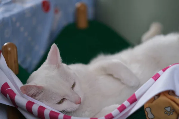 Cerca Gato Blanco Descansando Casa Fondo Borroso —  Fotos de Stock