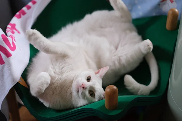 Närbild Vit Lekfull Katt Hemma — Stockfoto