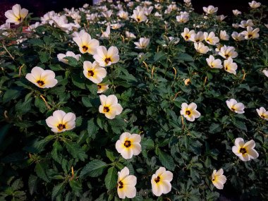 Turnera subulata veya Passifloraceae çiçekleri. Çiçek bahçesinde güzel çiçekler. 