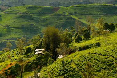 Cukul Bandung 'un güzel çay tarlası Batı Java Endonezya' sı. 