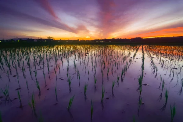 Pirinç tarlalarında gün doğumu yansıması. Kırsalın güzel manzarası. 