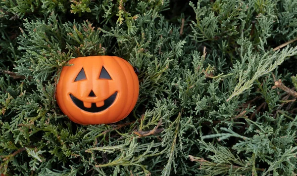 Halloween pumpkin in pine, holiday concept background, halloween background