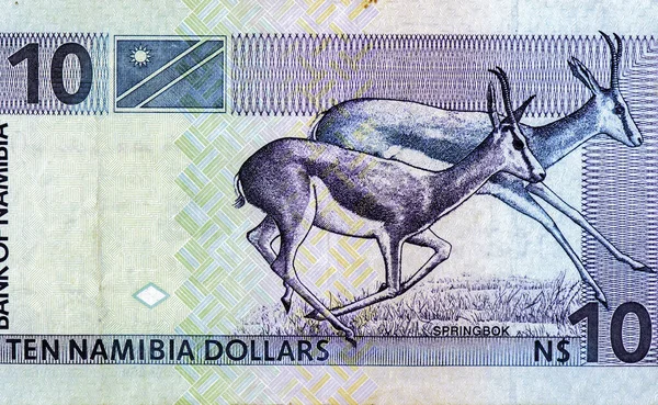 Dos Springboks Retrato Namibia Dollar 1993 Billetes —  Fotos de Stock