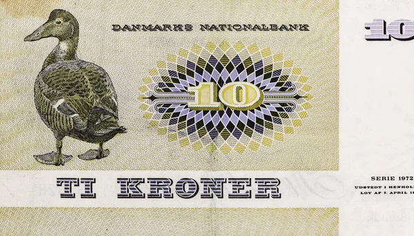 Duck Portrait Denmark Kroner 1972 Banknotes —  Fotos de Stock