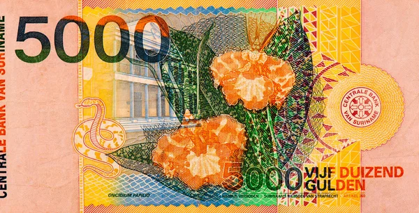 Oncidium Papilio Portret Surinam 5000 Gulden 2000 Banknoty — Zdjęcie stockowe