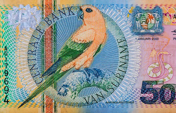 Sun Parakeet Aratinga Solstitialis Portrait Suriname 5000 Gulden 2000 Banknotes — 스톡 사진