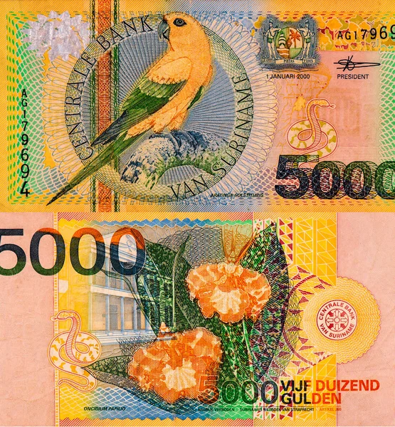 Vogel Sonnensittich Aratinga Solstitialis Porträt Suriname 5000 Gulden 2000 Banknoten — Stockfoto