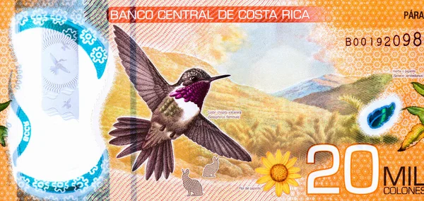Chispita Kolibri Porträt Aus Costa Rica 000 Colones 2018 2020 — Stockfoto