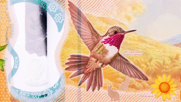 Colibrí Chispita Retrato Costa Rica 000 Colones 2018 2020 Billetes —  Fotos de Stock