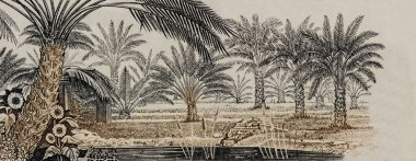 Medjool palmiyeleri. Suudi Arabistan 'dan Portre 10 Riyal 1983 Banknotlar.