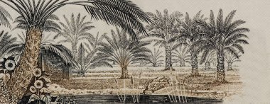 Medjool palm trees. Portrait from Saudi arabian 10 Riyals 1983 Banknotes. clipart