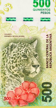 Arjantin 'den bir jaguar, 500 peso 2016 Banknotları.
