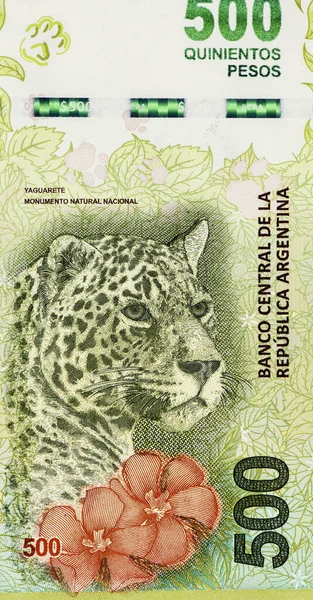 Ein Jaguar Portrait Aus Argentinien 500 Pesos 2016 Banknoten — Stockfoto