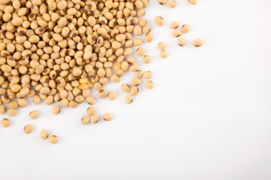 Soya fasulyesi kopya alanı ile