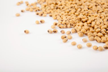 Soya fasulyesi kopya alanı ile